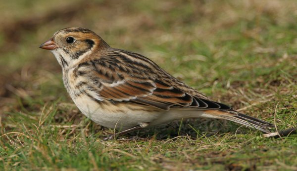 January 2016: Rye Harbour Nature Reserve Sightings